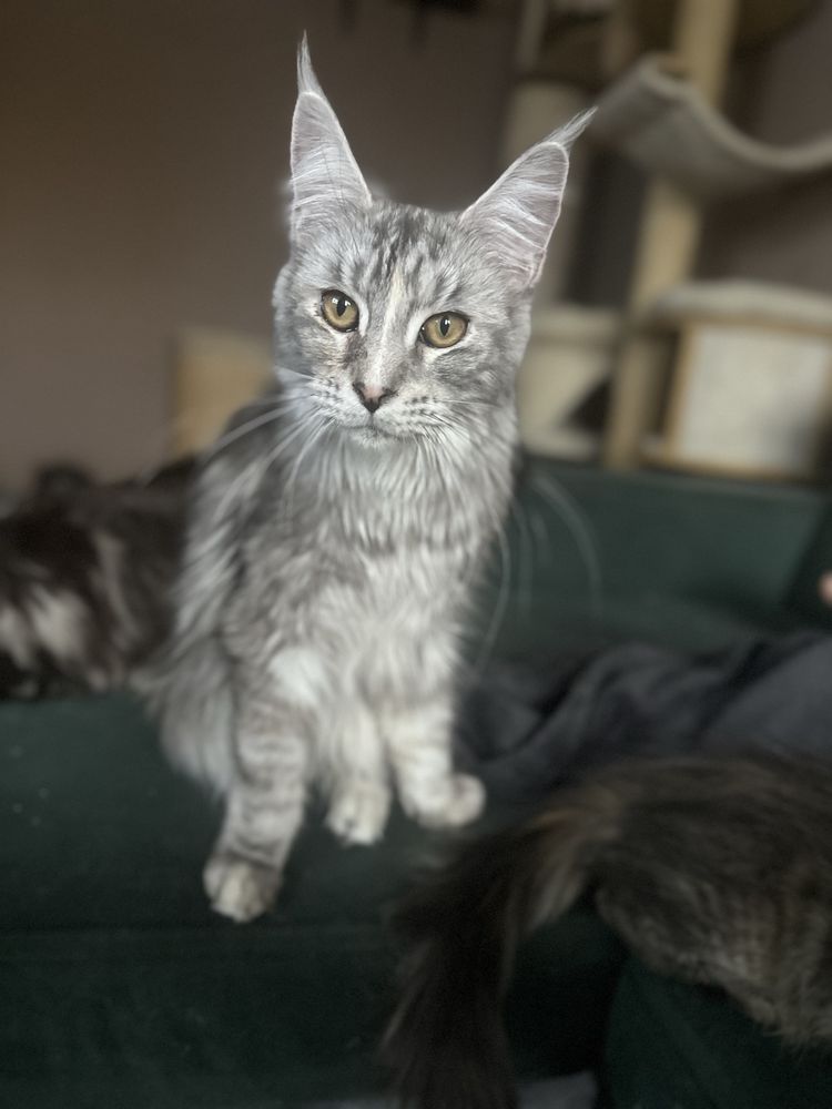 Kotka Maine Coon Dianka Serce Taranisa*PL