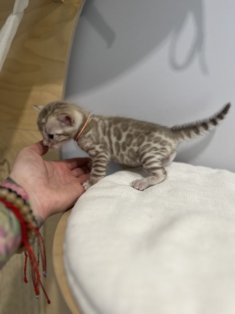 Kotka bengalska snow mink śnieżna TICA