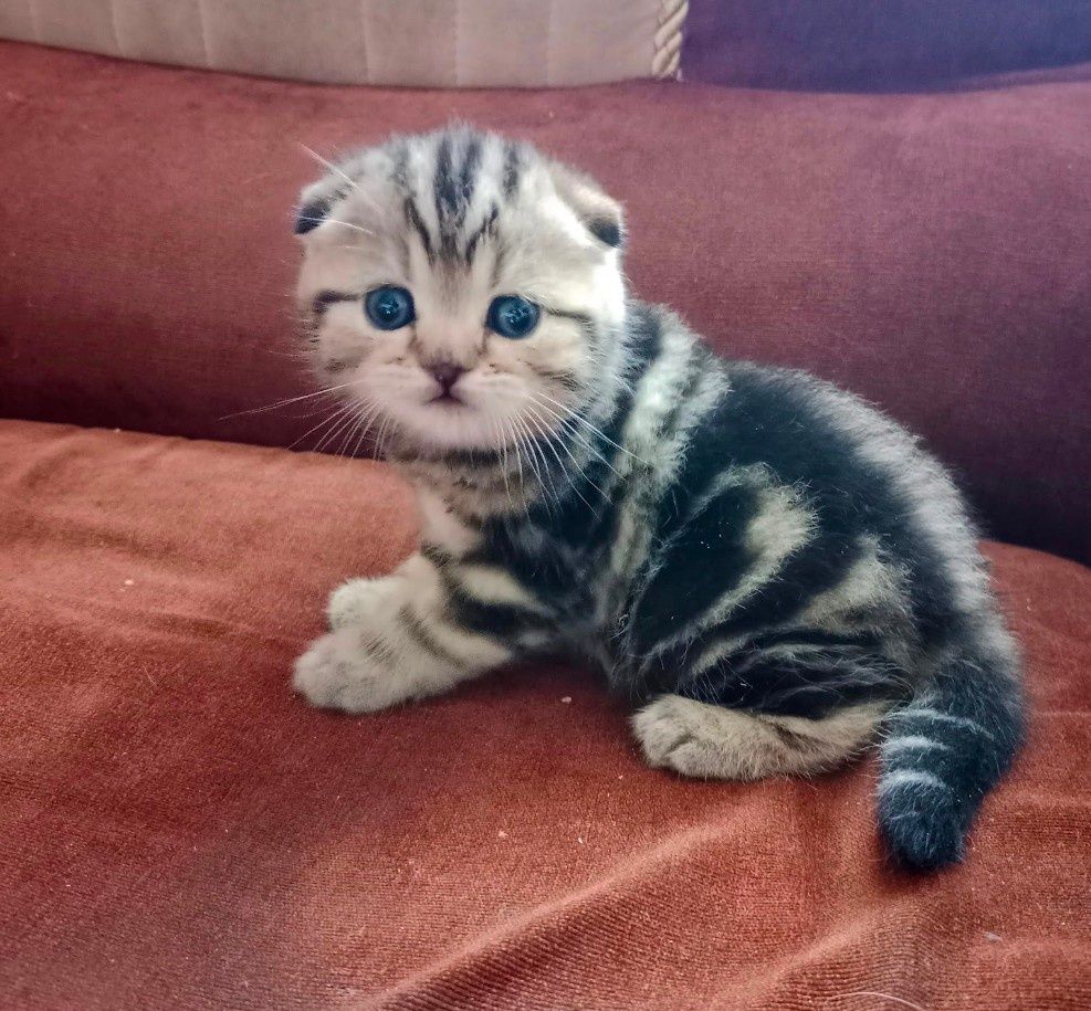 Продам мраморных котят.