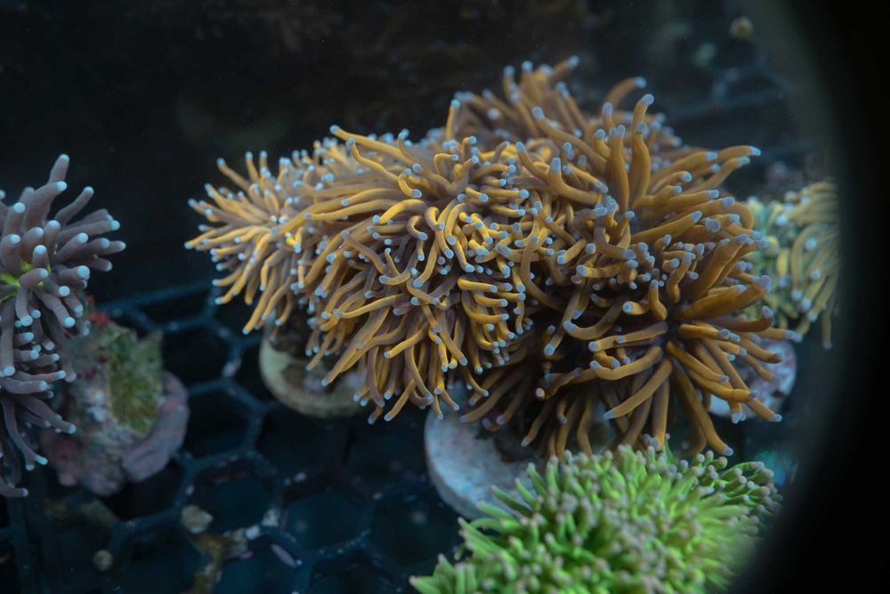 Euphyllia Glabrescens