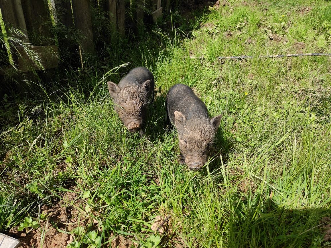 Casal Porquinhos vietnamitas (mini pigs)