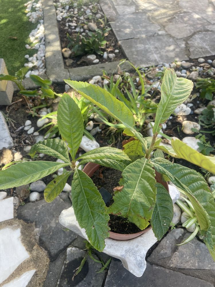 Pe de nesperas varios tamanhos