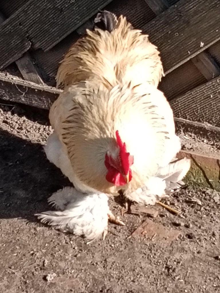 Karzełek kochin kogut
