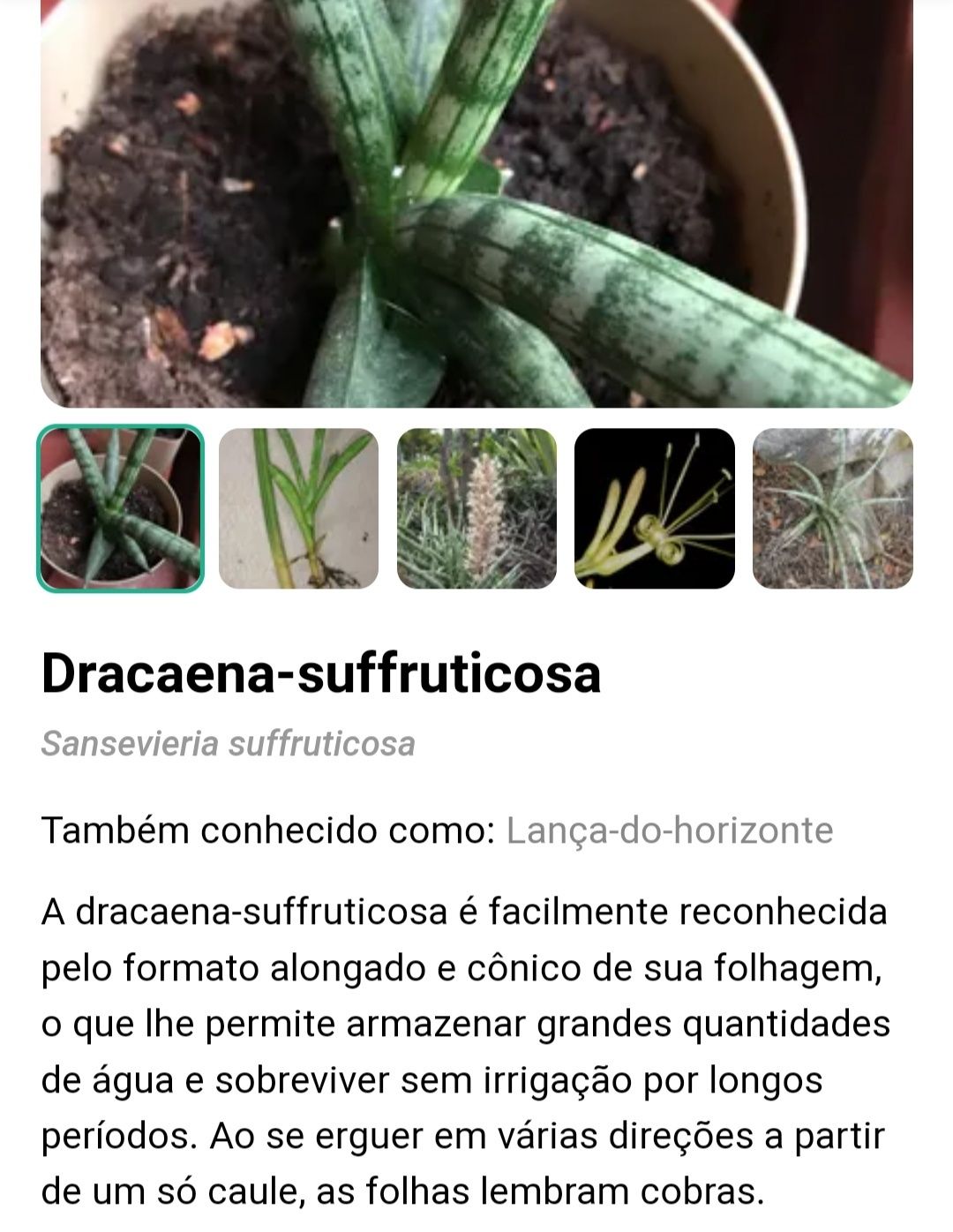 Planta / muda de Dracaena suffruticosa ou  Lança de S. Jorge