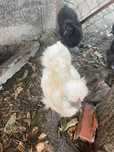 Aves ornamentais