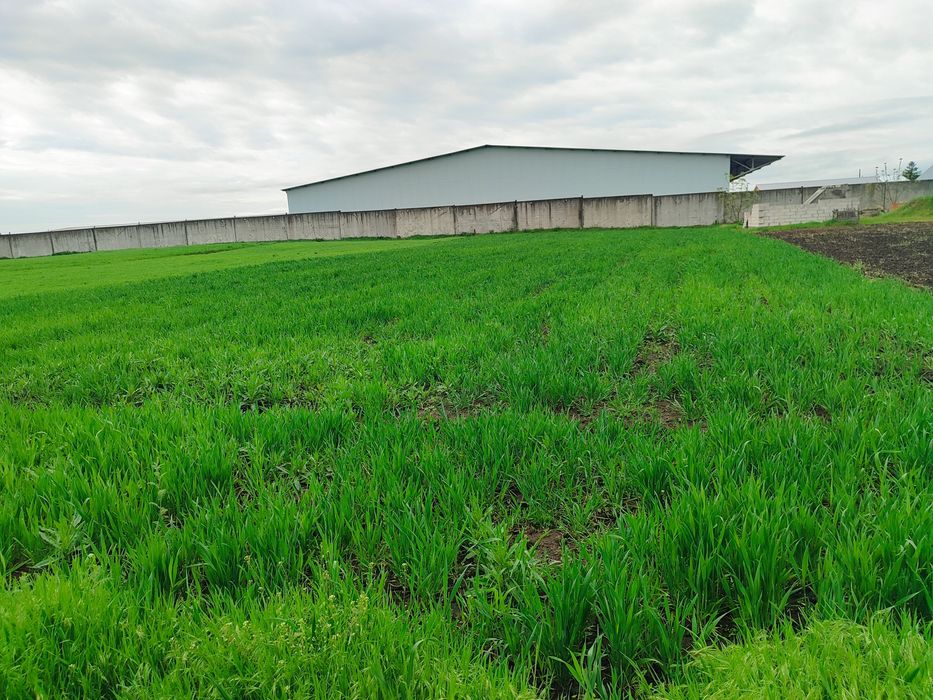 Продам земельну ділянку в селі Шкарівка