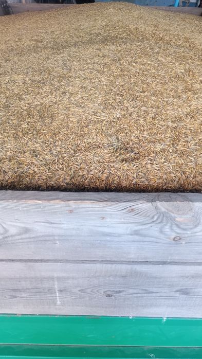 Owies Gepard rok po centrali