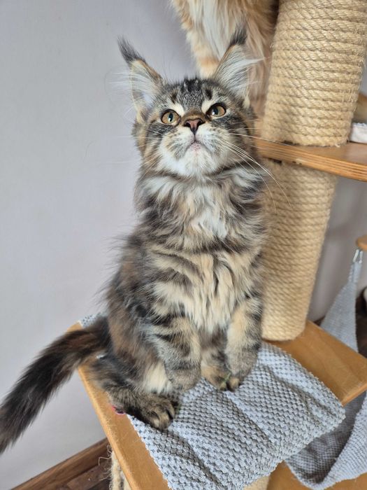 Sprzedam kotkę czarną Maine Coon