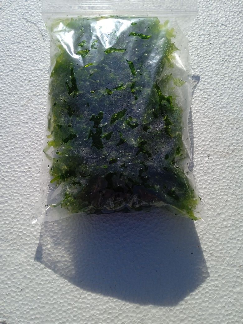 Vendo Musgo pelia (promoção)