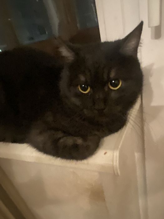 Киця породиста шукає дім