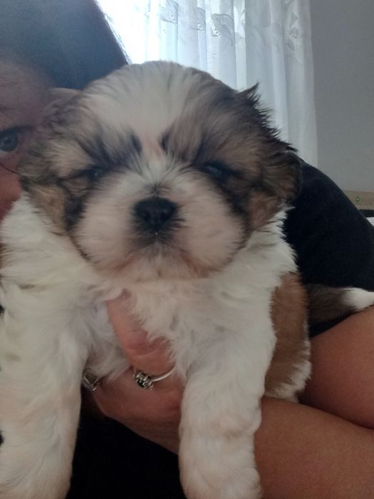 Shih-Tzu przepiękny chłopak