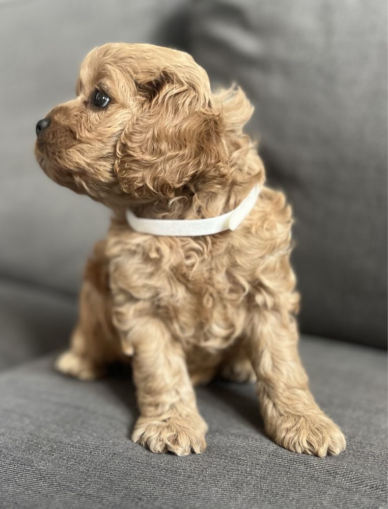 Słodka suczka American cockapoo - cocker & pudel