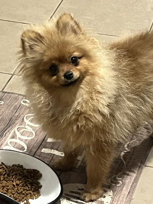 Собачка-компаньен .