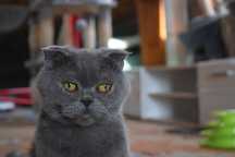 Kotka dorosła Scottish fold