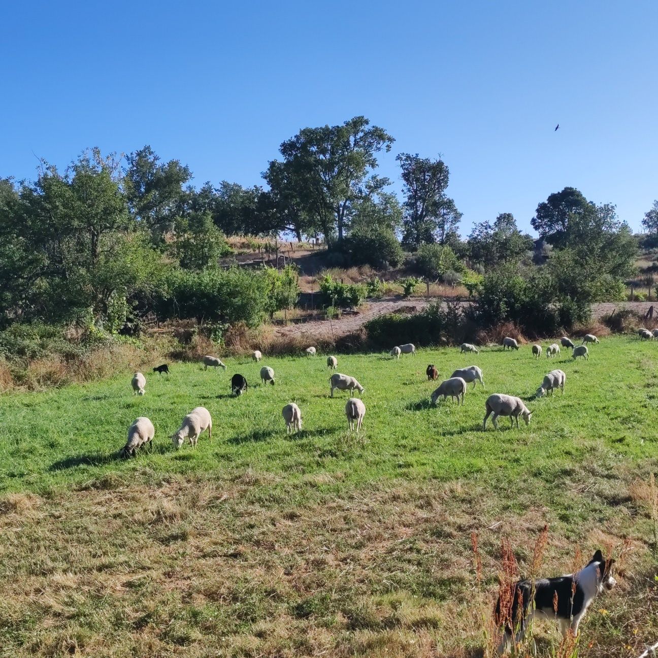 Ovelhas prenhas INRA 401