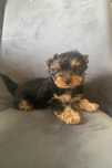 York terrier mini samiec z rodowodem o ciemnej kolorystyce