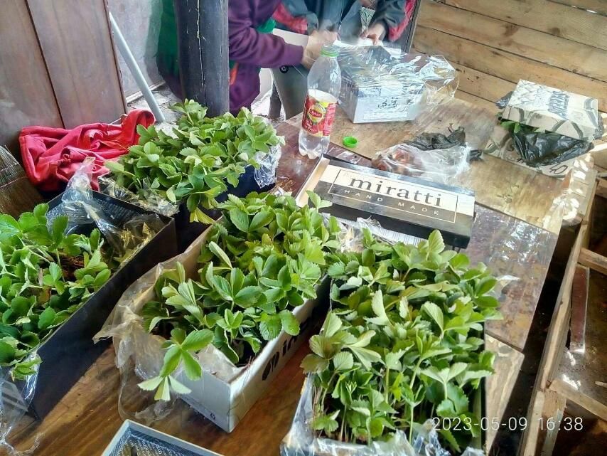 Саджанці полуниці садової