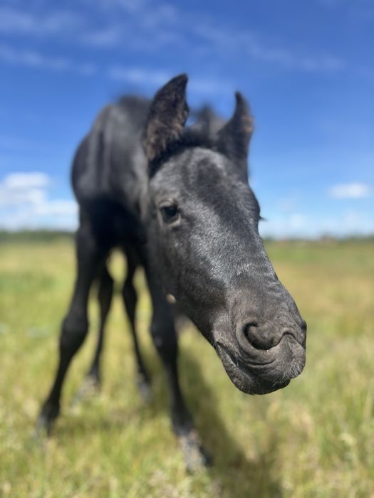 Klacz fryzyjska 100% spokój