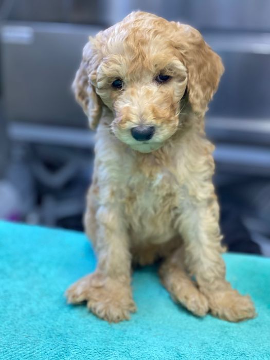 Linda bebê de Poodle Standard, pronta entrega, procura novo dono!!!