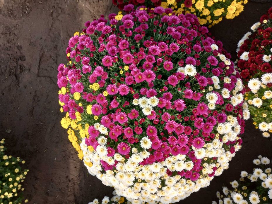 Chryzantemy drobnokwiatowe - trójkolory  miksy  na 01.11