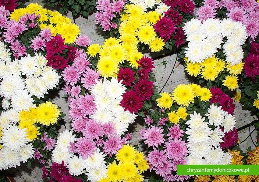 Chryzantemy Średniokwiatowe MIX - Kolorowe