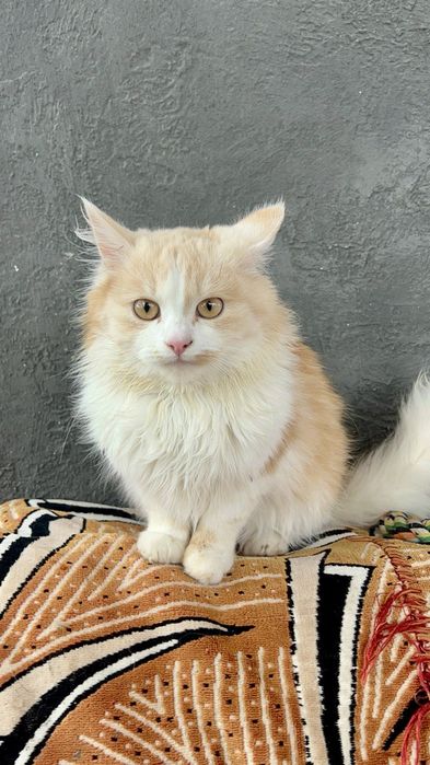 Риженке британське кошенятко