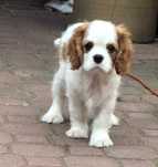 Cavalier King Charles Spaniel po import. Włoch FCI