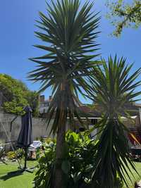 Planta Yucca aloifolia