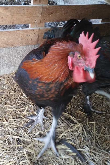 Пропонуємо півників породи маран чорномідні.