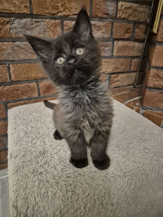 Kocurek czarny Maine coon