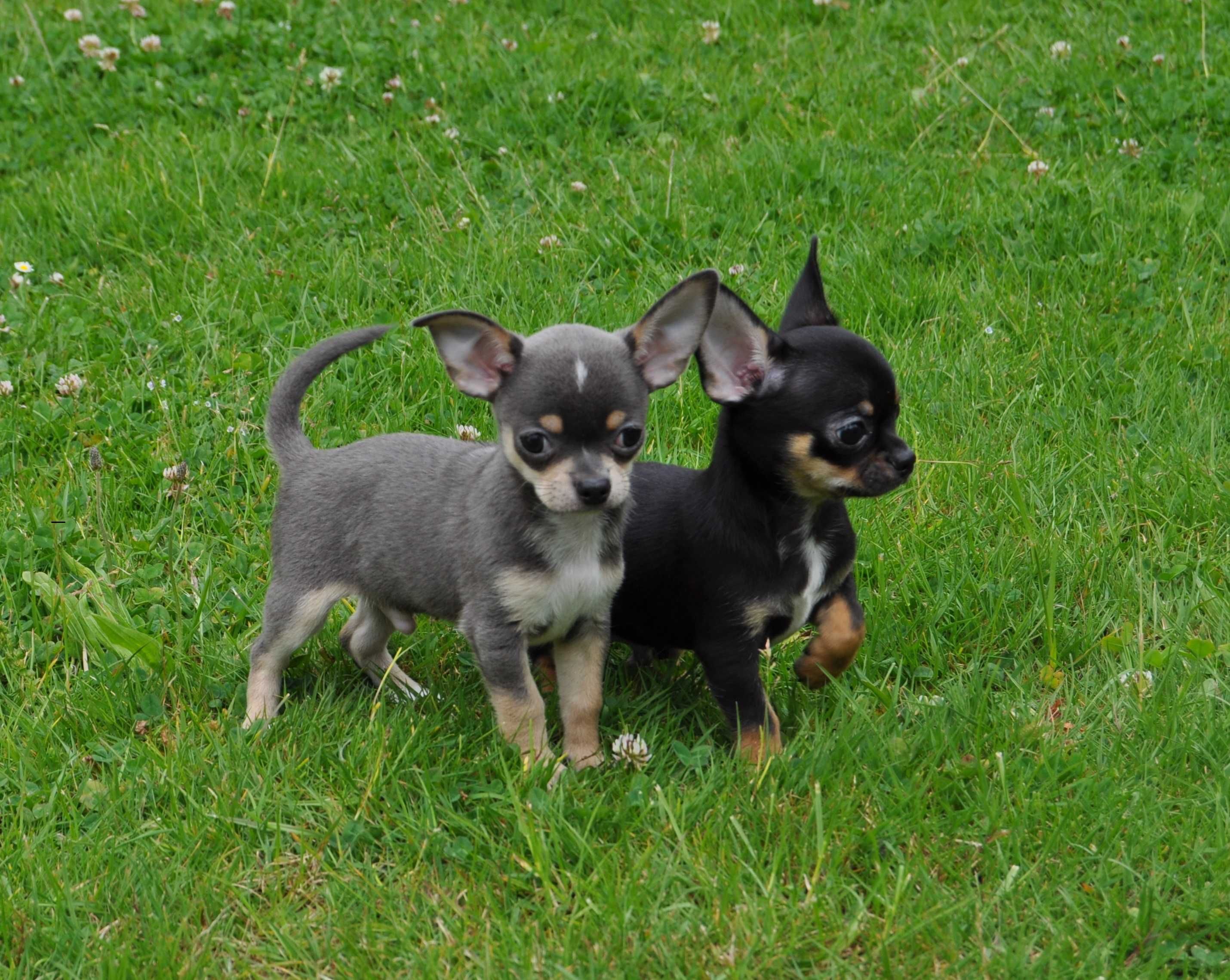 Chihuahua FCI /ZKwP ,piesek błękitny