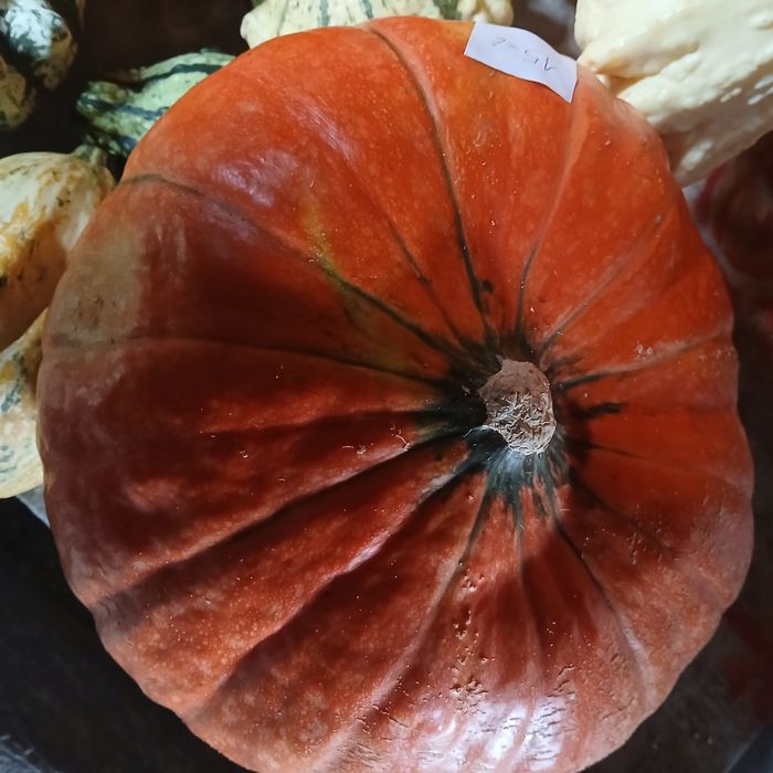 Dynia - różne odmiany