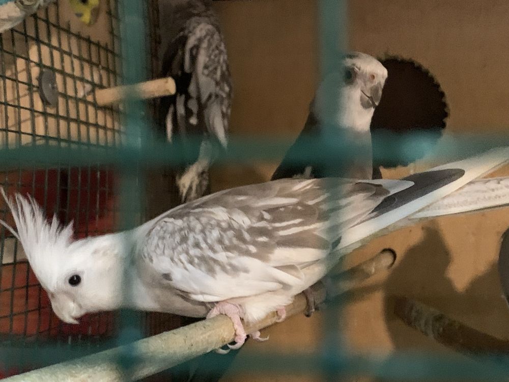 Caturras disponiveis para cedencia / troca