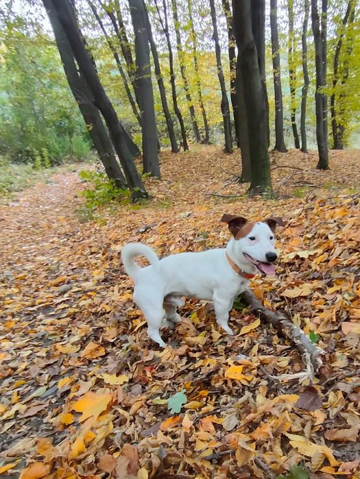 Pies Jack Russell Terrier