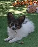 Papillon Spaniel Kontynentalny Miniaturowy