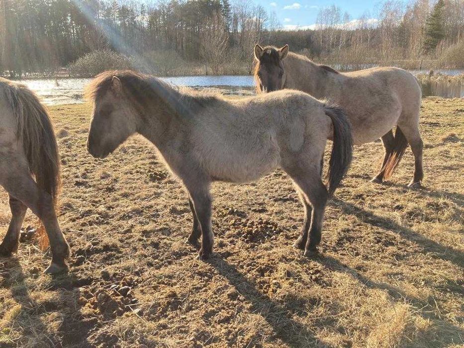 Klaczki Konik Polski