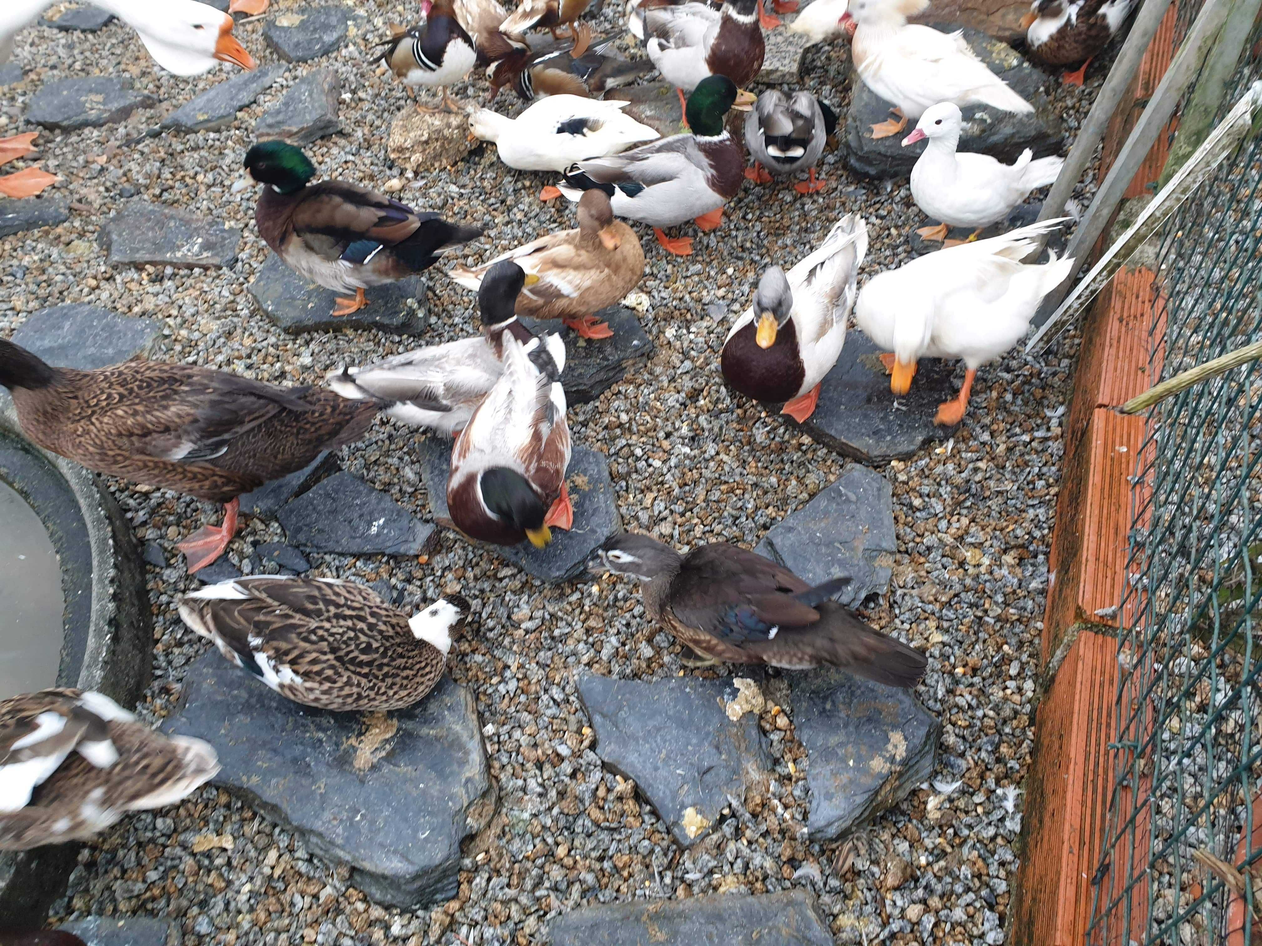 Patos  gansos perus garnizas