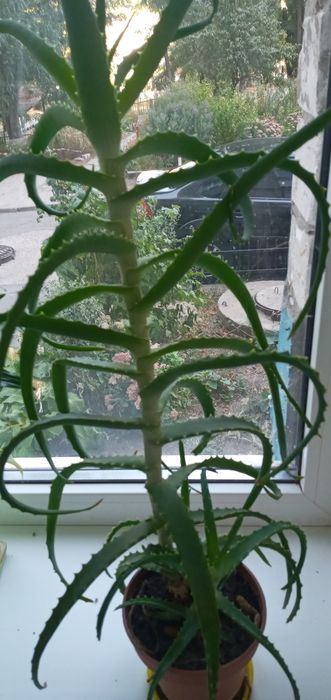 Продам , красивый Клеродендрум. Алое, 5 лет. Драцены 3года.