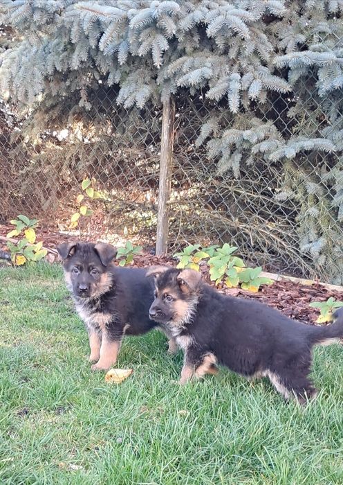 Owczarek niemiecki krótkowłosy fci