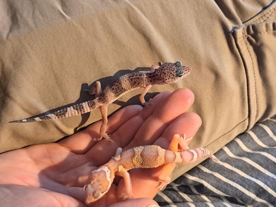 Gekony lamparcie