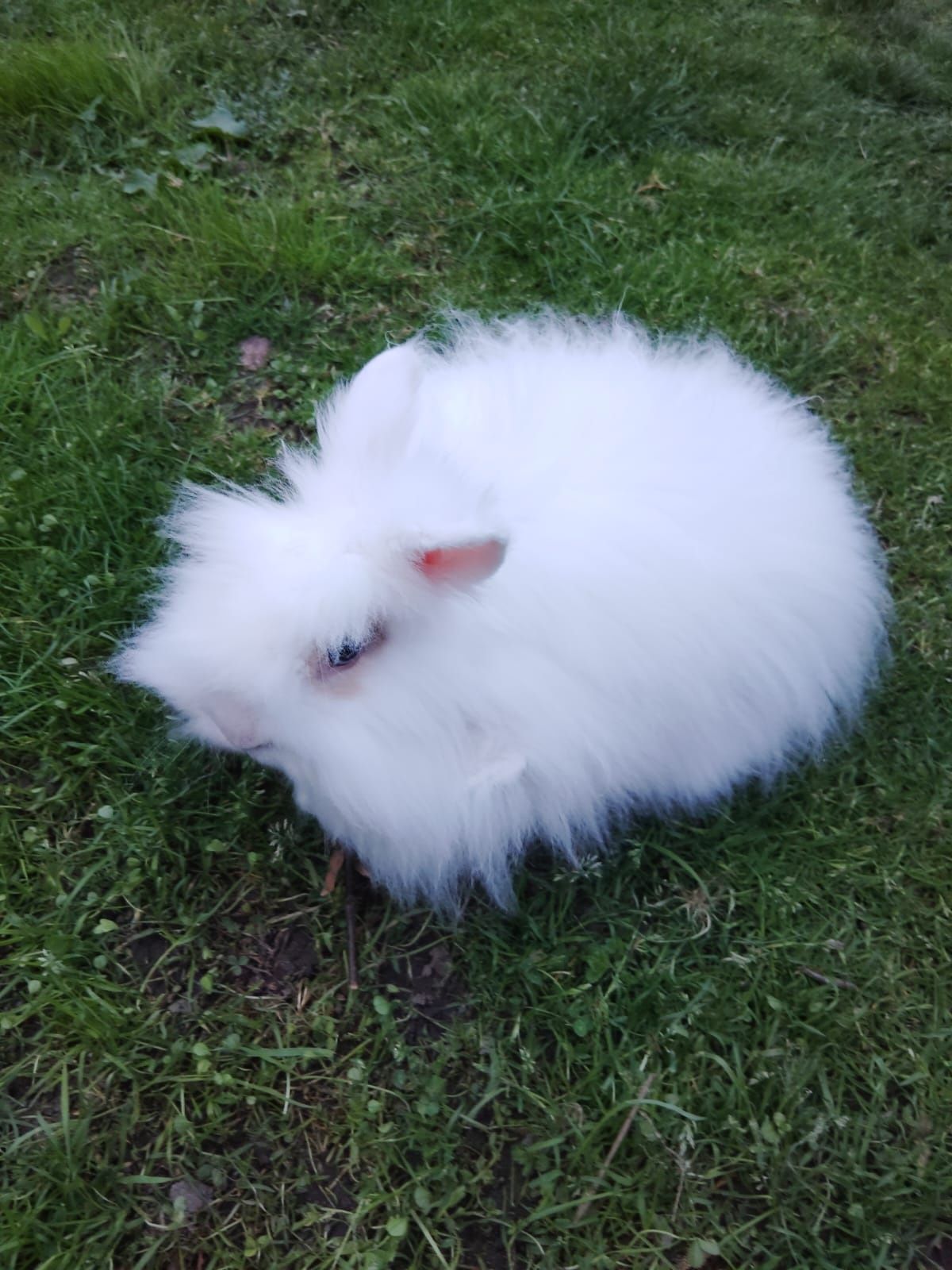 Króliki ( miniaturki )