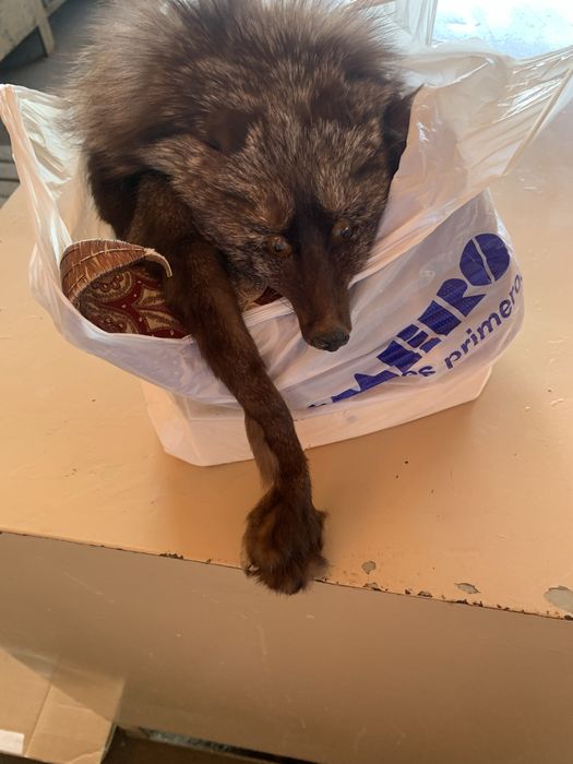 Чернобурка ! Оригинал