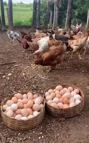 Испанка голошейка, к,б,ч, яйца для инкубации