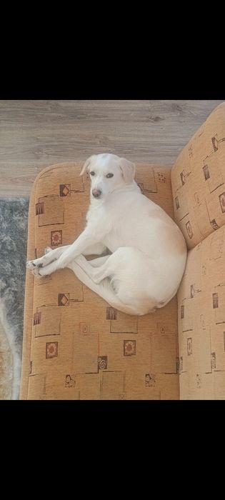 PILNIE ODDAM psa mix labradora