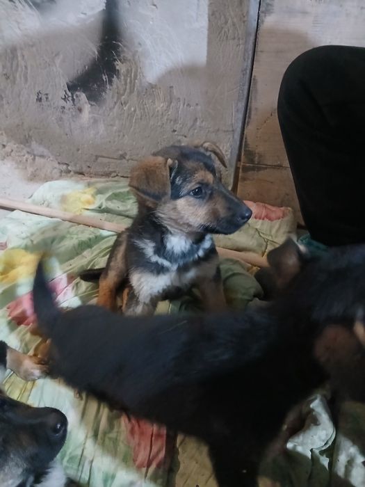 Відаю безплатно забагато