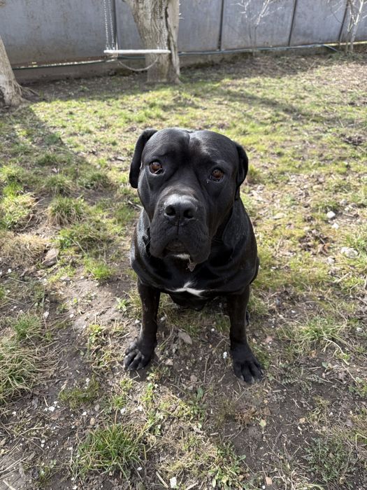 Пес породи Кане корсу самець вʼязка