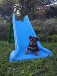 Yorkshire terrier