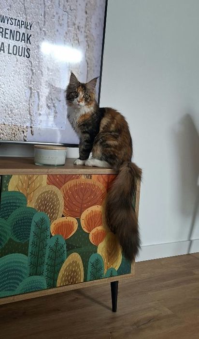 Maine coon koteczka Kami