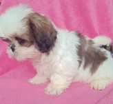 Shih tzu śliczna sunia