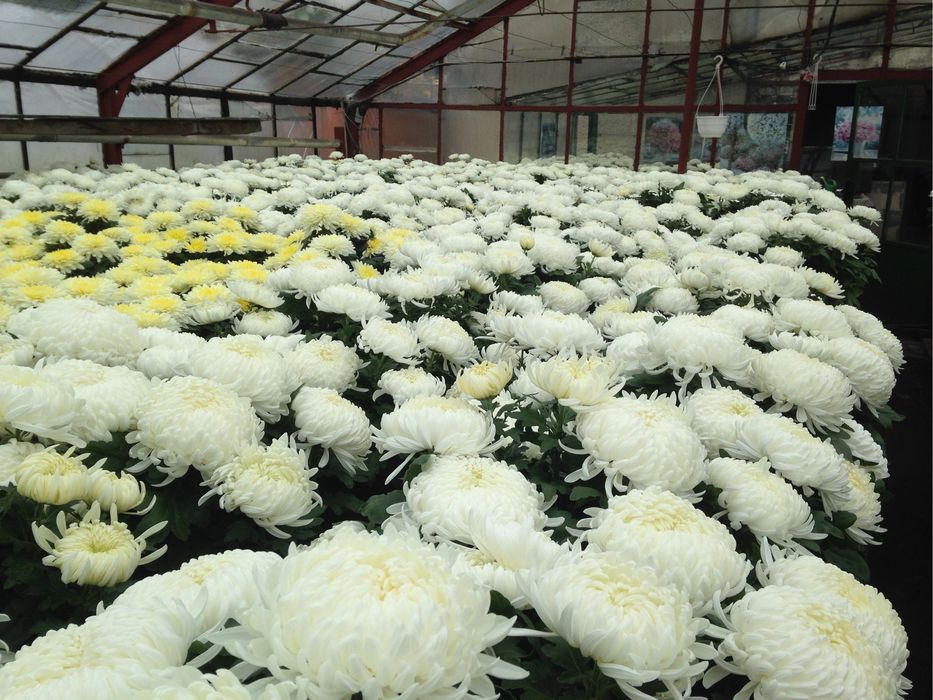 Chryzantemy wielkokwiatowe